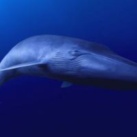 Το πιο μοναχικό πλάσμα στον κόσμο είναι μια μυστηριώδης φάλαινα. Το τραγούδι της ασυνήθιστο κι η ίδια άφαντη.